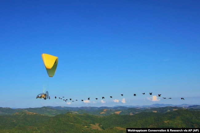 This photo provided by Waldrappteam Conservation & Research shows the migration of the Northern Bald Ibis with humans guiding them and shouting encouragement as they fly through the air from Austria to Oasi Laguna di Orbetello in Italy during August and September 2022.