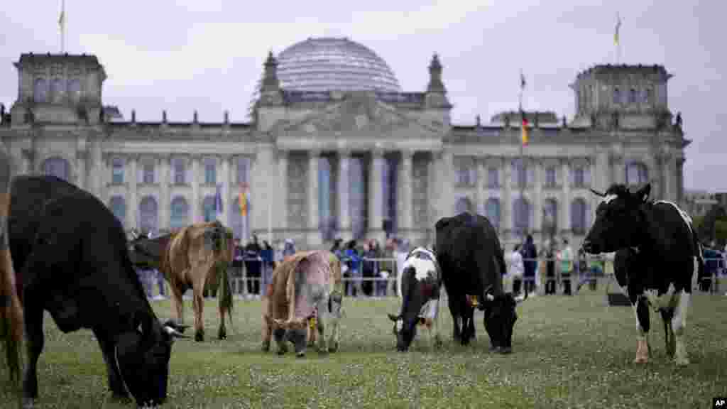 Крави пасат пред зградата на германскиот парламент, Рајхстагот, за време на протестот на еколошката организација Гринпис во Берлин, Германија.