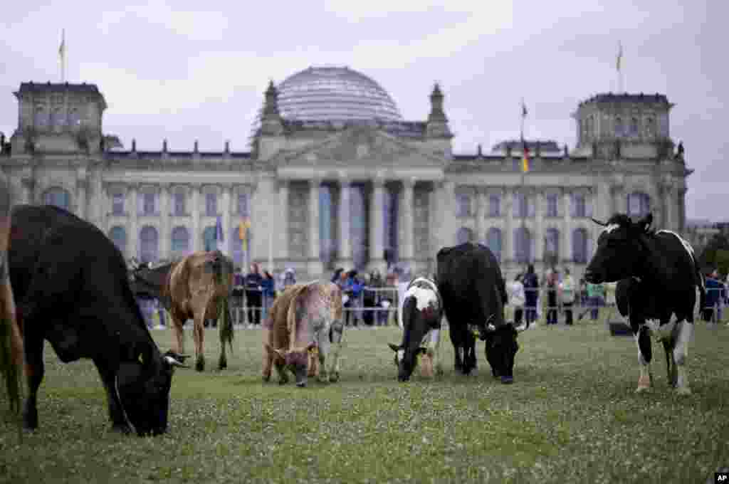 Cows eat grass on the meadow in front of the German parliament building, the Reichstag, during a protest of the environmental organization Greenpeace for species-appropriate care for animals raised for their milk or meat, in Berlin, Germany.