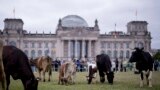 Cattle graze on the meadow in front of the German parliament building, the Reichstag, during a protest of the environmental organization Greenpeace for for species-appropriate animal husbandry, in Berlin, Germany.