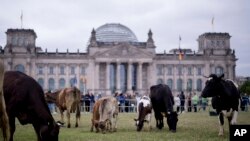 Cows eat grass on the meadow in front of the German parliament building, the Reichstag, during a protest of the environmental organization Greenpeace for species-appropriate care for animals raised for their milk or meat, in Berlin, Germany.
