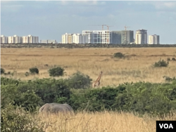 One rider on the train from Mombasa to Nairobi said he appreciated the view. "When I was coming today, I was able to see an antelope, an elephant, a zebra. … Sometimes I have to go to Nat Geo [TV] to watch them,” he said. (Mariama Diallo/VOA)