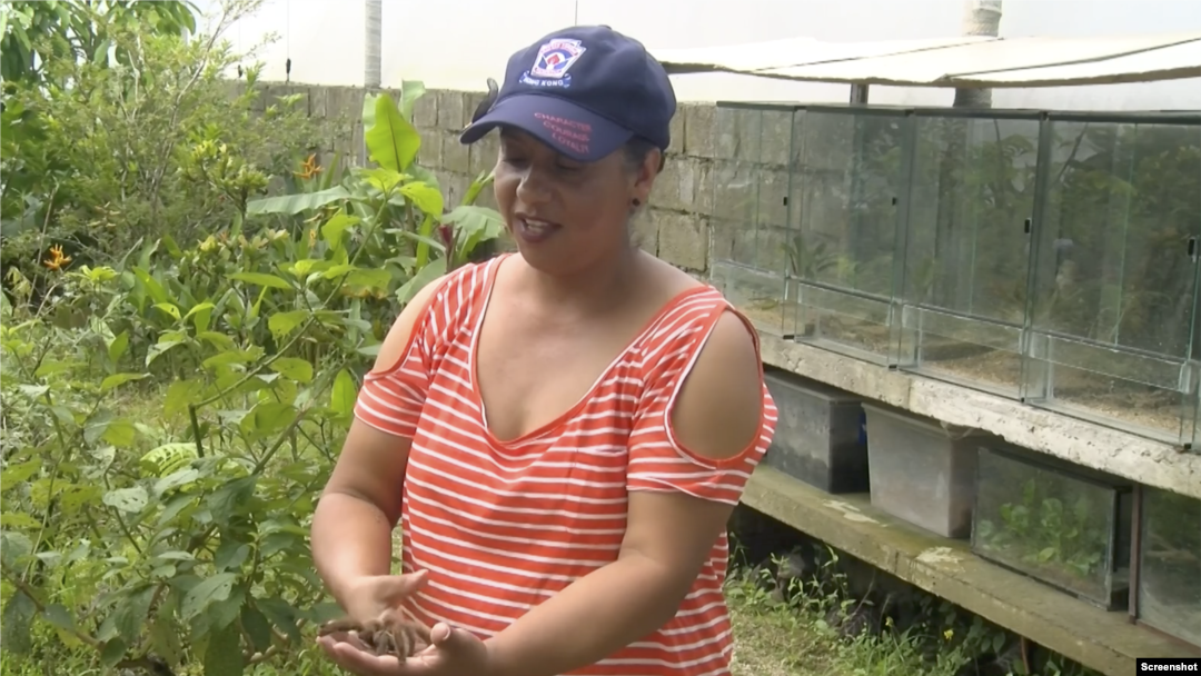 El Centro de Reproducción Entomológico Dedalma, que alberga mariposas, arañas y escarabajos, es administrado por Adriana Rodríguez.