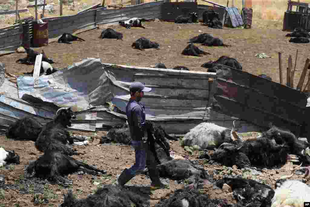 Lebanese shepherd Yussef Halimeh removes dead goats after an Israeli airstrike hit a house and killed hundreds of goats on their livestock pen in Toura mountain, south Lebanon.