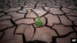 FILE - A plant is pictured on cracked earth after the water level dropped in the Sau reservoir, north of Barcelona, Spain, April 18, 2023. Drought-stricken Spain says last month was the hottest and driest April since record-keeping began in 1961.