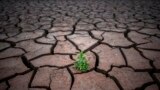 FILE - A plant is pictured on cracked earth after the water level has dropped in the Sau reservoir, north of Barcelona, Spain, April 18, 2023.