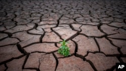 FILE - A plant is pictured on cracked earth after the water level has dropped in the Sau reservoir, north of Barcelona, Spain, April 18, 2023.