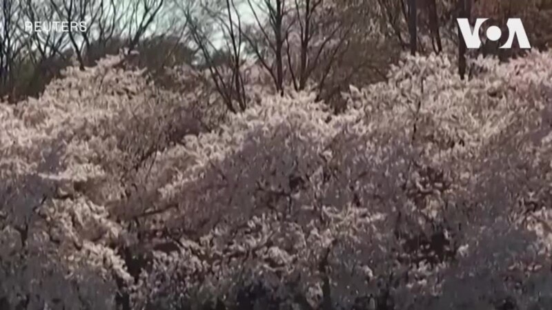 Acara Persahabatan Jepang Festival Washington Cherry