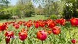 Mùa hoa tulip ở khu vực thủ đô Mỹ