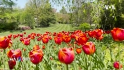 Mùa hoa tulip ở khu vực thủ đô Mỹ
