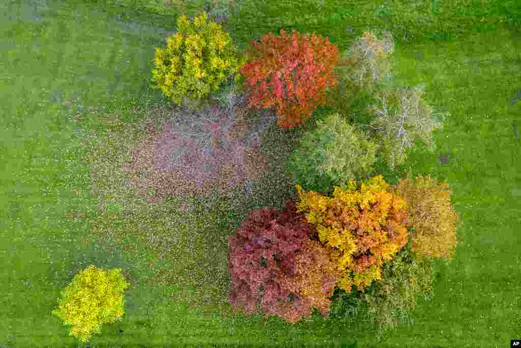 Colorful trees are seen in a meadow in Frankfurt, Germany.