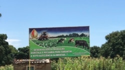 Comerciantes congoleses compram produção agrícola em Angola – 3:55