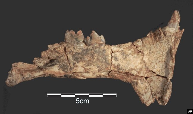 This photo provided by the Homa Peninsula Paleoanthropology Project shows a sabertooth cat (Megantereon) jaw and teeth fossil found at the Nyayanga site in southwestern Kenya. (J.S. Oliver/Homa Peninsula Paleoanthropology Project via AP)