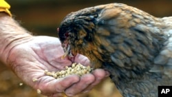 Norm Rosen, from Butte County Calif., feeds a chicken whose owners had to evacuate from the Park Fire in Cohasset, Calif., July 31, 2024.