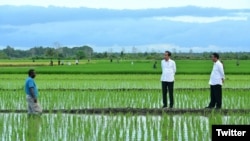 Presiden Joko Widodo, meninjau simulasi penggunaan drone dalam proses pemupukan di sawah seluas 40.000 hektare di Desa Telaga Sari, Distrik Kurik, Kabupaten Merauke, Provinsi Papua Selatan, Selasa, 23 Juli 2024.(Pers Sekretariat Presiden)