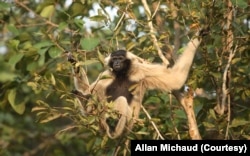 The pileated gibbon is one of the four endangered species further threatened by gold mining in a protected forest/wildlife sanctuary in Cambodia. (Photo: Allan Michaud via Bruno Manser Fonds)