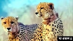 চিতা বাঘ