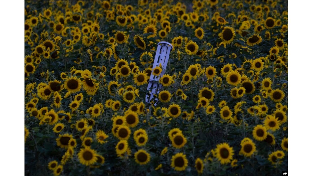 FILE - Sebuah roket amunisi tandan jatuh di ladang bunga matahari saat matahari terbenam, di wilayah Kharkiv, Ukraina, yang baru-baru ini direbut kembali, 23 September 2022. (AP/Evgeniy Maloletka)