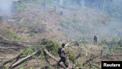 Pihak berwenang membakar tanaman di ladang ganja ilegal di Seulimeum, Provinsi Aceh, 8 Maret 2023. (REUTERS/Riska Munawarah)