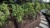 This path in the White House Kitchen Garden is lined with mulch, Washington, D.C., October 5, 2016. (AP/Manuel Balce Ceneta)