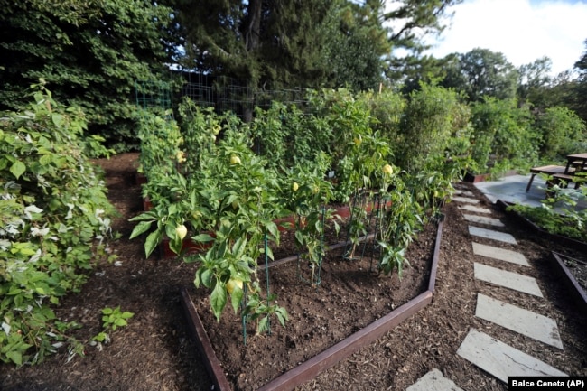 FILE - This path in the White House Kitchen Garden is lined with mulch, Washington, D.C., October 5, 2016. (AP/Manuel Balce Ceneta)