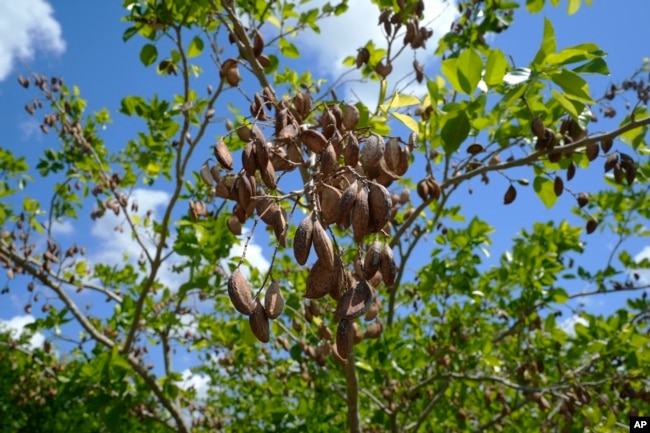 The pods of a pongamia tree are ready to pick at a grove, Thursday, June 6, 2024, in St. Lucie County, Fla. (AP Photo/Marta Lavandier)