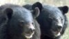 FILE - Asiatic black bears are seen in a zoo in New Delhi on Dec. 14, 2000.