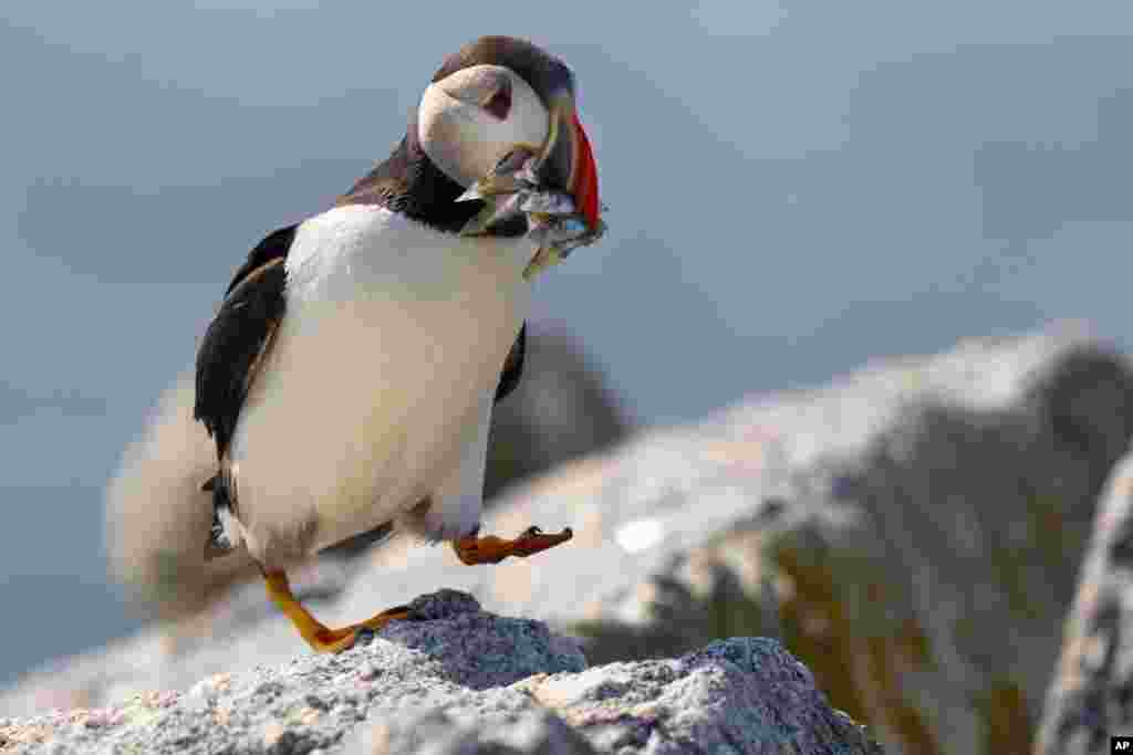 An Atlantic puffin brings a beak full of baitfish to feed its chick in a burrow under rocks on Eastern Egg Rock, a small island off mid-coast Maine.