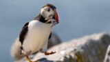 An Atlantic puffin brings a beak full of baitfish to feed its chick in a burrow under rocks on Eastern Egg Rock, a small island off mid-coast Maine, Aug. 5, 2023.