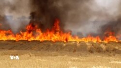 Li Rojava Xelk Gazincê ji Şewitandina Pirêzeyên Zevîyan Dikin 