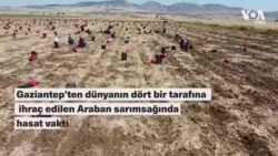 Dünyaya ihraç edilen Araban sarımsağında üreticiler yeterli destek alamamaktan şikayetçi