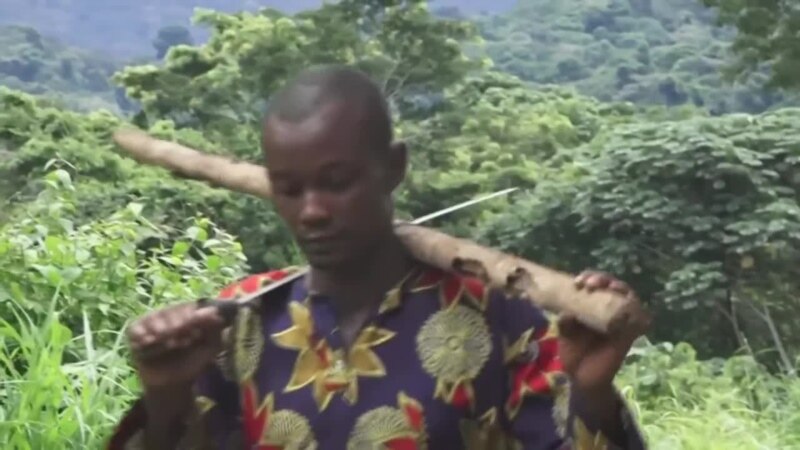 Cameroun : difficile retour aux sources pour les Banen, 60 ans après leur délocalisation