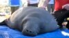 Dua Belas Lembu Laut Dilepasliarkan Setelah Direhabilitasi di Florida