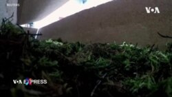 Quan tài ‘tự hủy’