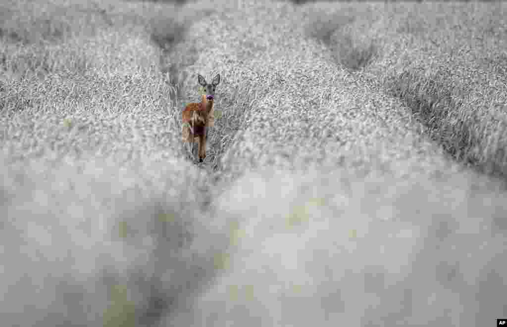 A deer stands in a wheat field in Neu Anspach near Frankfurt, Germany.