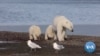 Melting Arctic Sea Ice Threatens Polar Bears 
