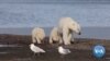 Melting Arctic Sea Ice Threatens Polar Bears 