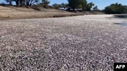 This image grab from a video taken March 17, 2023, courtesy of Graeme McCrabb shows dead fish clogging a river near the town of Menindee in New South Wales, Australia.