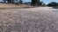 This image grab from a video taken March 17, 2023, courtesy of Graeme McCrabb shows dead fish clogging a river near the town of Menindee in New South Wales, Australia.