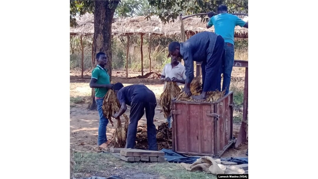 On a June day in 2023, farmers prepare tobacco for sale in the Kasungu district of central Malawi.