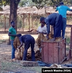Farmers prepare tobacco for sale in Kasungu district central Malawi.