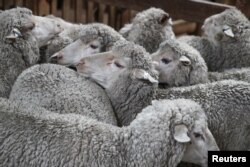 FILE - Sheep are seen before being sheared on a farm following recent rains near the drought-affected town of Uralla, New South Wales, Australia, Feb. 19, 2020.