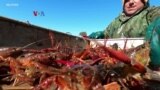 Cuaca Ekstrem Susutkan Ukuran Crawfish di AS 