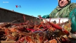 Cuaca Ekstrem Susutkan Ukuran Crawfish di AS 