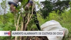 Expertos analizan el aumento récord de cultivos de hoja coca en Colombia