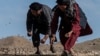 Para petani di distrik Sholgara, provinsi Balkh, Afghanistan, berusaha menangkap belalang yang ramai menyerbu area Kandali di ditrik tersebut, pada 4 Juni 2023. (Foto: AFP/Wakil Kohsar)