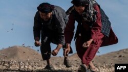 Para petani di distrik Sholgara, provinsi Balkh, Afghanistan, berusaha menangkap belalang yang ramai menyerbu area Kandali di ditrik tersebut, pada 4 Juni 2023. (Foto: AFP/Wakil Kohsar)