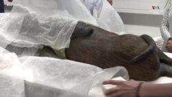 Գերմանական հանրահայտ անակոնդայի ցուցանմուշի վերականգնողական աշխատանքները_1.mp4