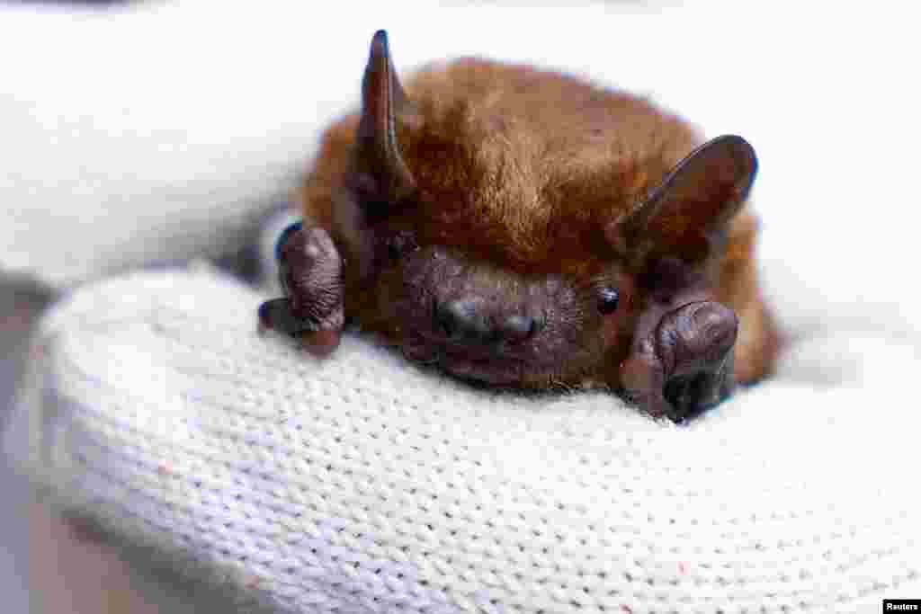 An activist of Ukrainian Bat Rehabilitation Centre holds a bat as they rehabilitate thousands of bats rescued in cities across Ukraine and then return them to the wild, in Kyiv, April 6, 2024.