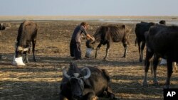 Para penggembala kerbau menghadapi kekeringan yang terus terjadi akibat perubahan iklim di Provinsi Dhi Qar, Irak, pada 19 November 2022. (Foto: AP)